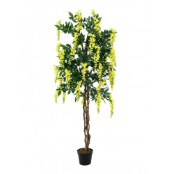 EUROPALMS Wisteria,...