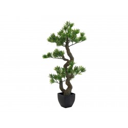 EUROPALMS Pine bonsai,...