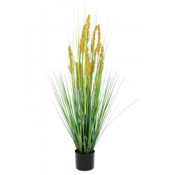 EUROPALMS Parrot grass,...