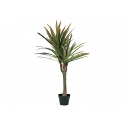 EUROPALMS Dracena,...