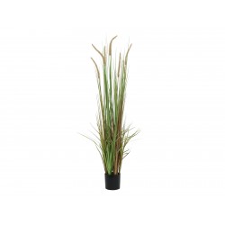 EUROPALMS Fountain grass,...