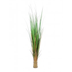 EUROPALMS Fox grass,...
