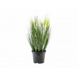 EUROPALMS Feather grass,...