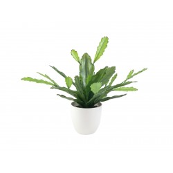 EUROPALMS Epiphyllum bush,...