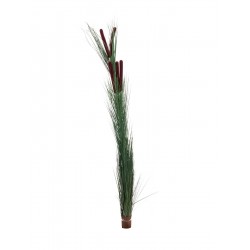 EUROPALMS Reed grass with...