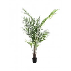 EUROPALMS Areca palm with...