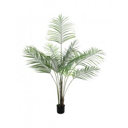EUROPALMS Areca palm with...