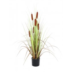 EUROPALMS Bulrush,...