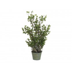 EUROPALMS Evergreen shrub,...