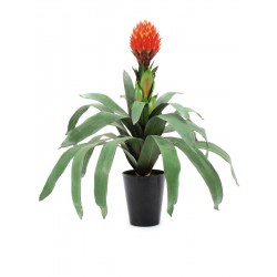EUROPALMS Bromelia,...