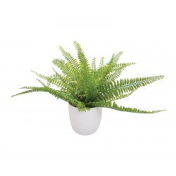 EUROPALMS Fern bush in pot,...