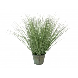 EUROPALMS Ornamental grass,...