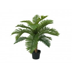 EUROPALMS Cycas palm tree,...