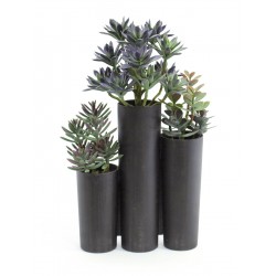 EUROPALMS Succulent trio,...