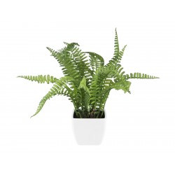 EUROPALMS Boston fern in...
