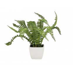 EUROPALMS Boston fern in...