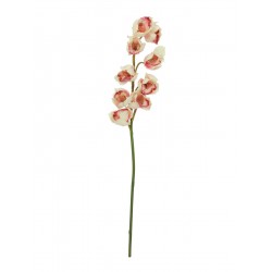 EUROPALMS Cymbidium branch,...