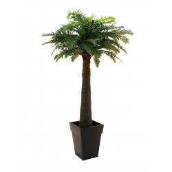 EUROPALMS Fern palm,...
