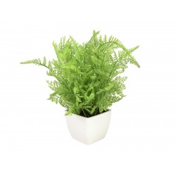 EUROPALMS Forest fern in...