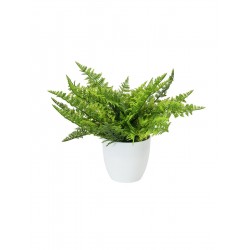 82600216 / EUROPALMS Fern...
