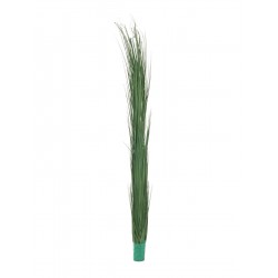 82505850 / EUROPALMS Reed...