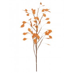 82531061 / EUROPALMS Aronia...