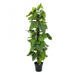 82600227 / EUROPALMS Pothos...