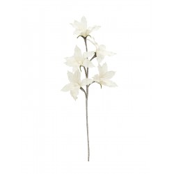 82531065 / EUROPALMS...