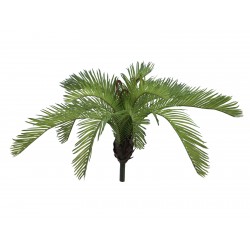 82511340 / EUROPALMS Cycas...