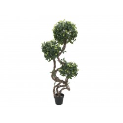 82501563 / EUROPALMS Ficus...