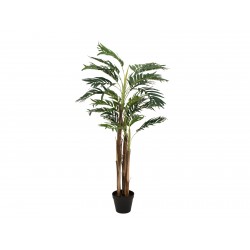 82509434 / EUROPALMS Areca...